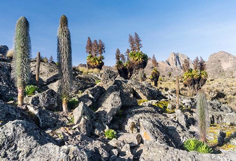 Framed Landscape, Mount Kenya National Park, Kenya Print