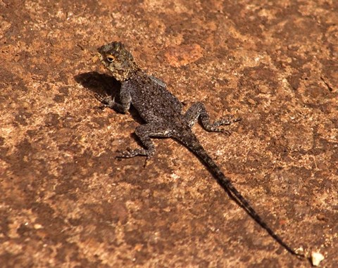 Framed Malawi; Zomba; Brown lizard, Zomba Mountain Lodge Print