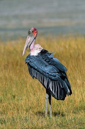 Framed Marabou Stork, Kenya Print