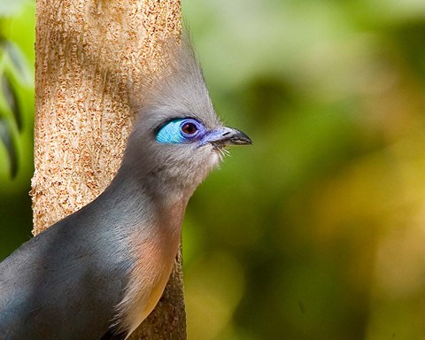Framed Madagascar, Crested coua bird next to tree Print