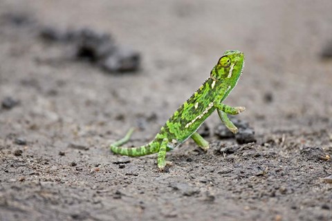 Framed Jackson&#39;s Chameleon lizard, Maasai Mara Kenya Print