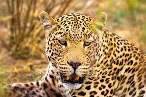 Framed Leopard Profile at Africat Project, Namibia Print