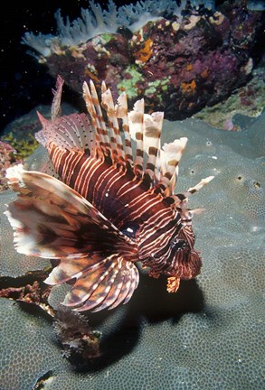 Framed Lionfish at Daedalus Reef Print