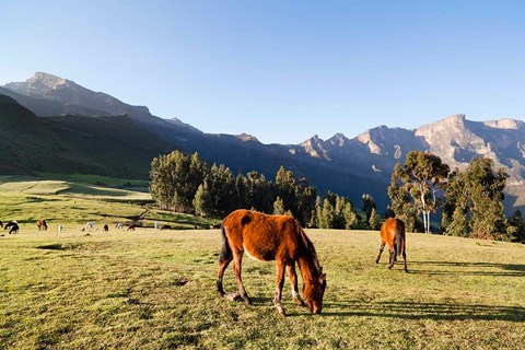 Framed Horse herd grazing, Arkwasiye, Highlands of Ethiopia Print