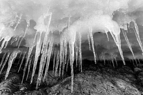 Framed Icicles hang from an ice roof, Cuverville Island, Antarctica. Print