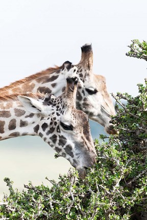 Framed Maasai Giraffe, Maasai Mara Game Reserve, Kenya Print