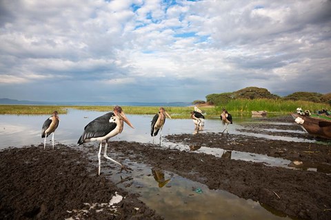 Framed Marabou Storks, fish market in Awasa, Ethiopia Print