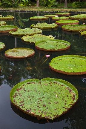 Framed Mauritius, Botanical Garden, Giant Water Lily flowers Print