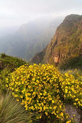 Framed Yellow flowers, Semien Mountains National Park, Ethiopia Print