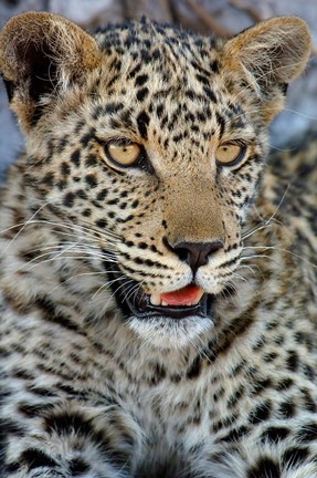 Framed Leopard Female Cub, Savuti Channal, Linyanti Area, Botswana Print