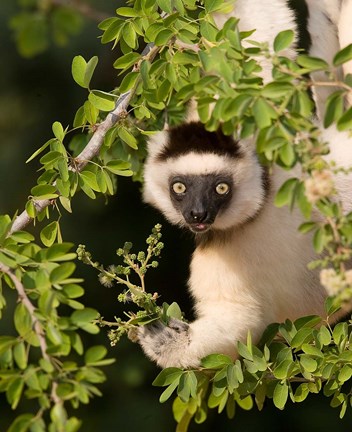 Framed Madagascar. Verreaux&#39;s sifaka hanging in tree. Print