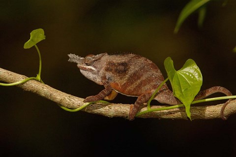 Framed Lesser chameleon lizard, crop fields. MADAGASCAR Print