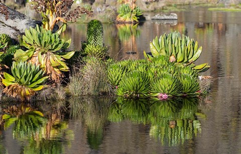 Framed Plants of the water&#39;s edge, Mount Kenya National Park, Kenya Print