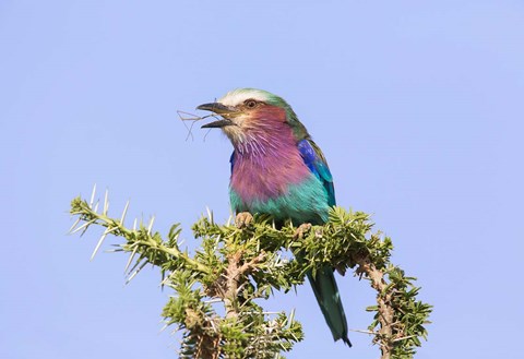 Framed Lilac-breasted Roller with a walking stick insect, Serengeti, Tanzania Print