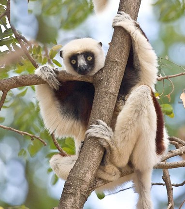 Framed Madagascar, Sifaka lemur wildlife in tree Print