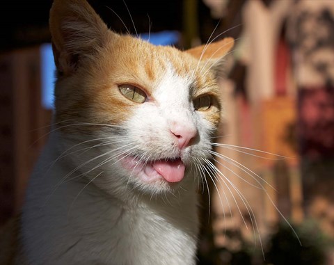 Framed Male, Orange Tabby Cat, Morocco Print