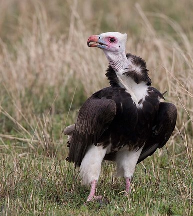 Framed Kenya. White-headed vulture standing in grass. Print