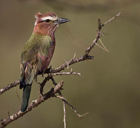 Framed Kenya, Rufous-crowned roller bird on limb. Print