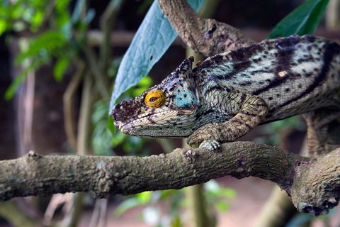 Framed Chameleon on tree limb, Madagascar Print