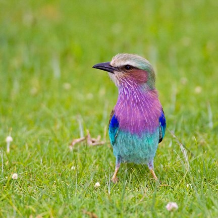 Framed Kenya. Lilac-breasted Roller bird, Lake Naivasha Print