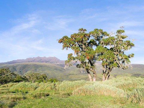 Framed Mount Kenya NP, Site in the highlands of central Kenya, Africa. UNESCO Print