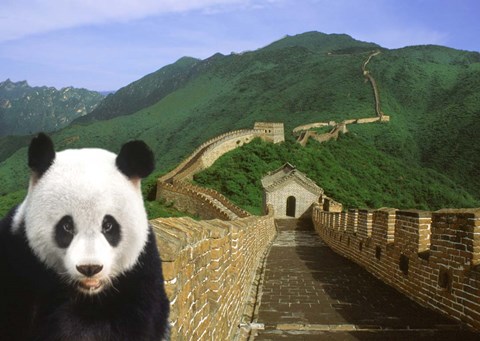 Framed Panda at the Great Wall of China Print