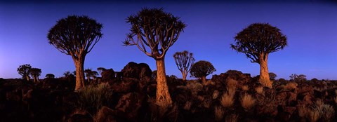 Framed Namibia, Keetmanshoop, Quiver Tree, Kokerboomwoud Print