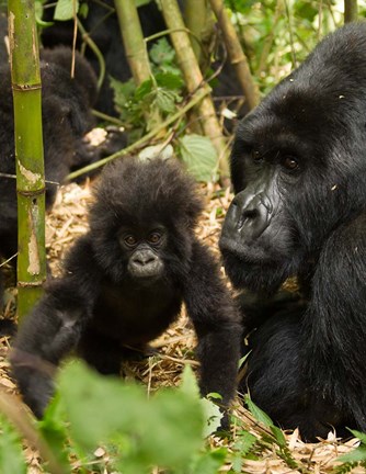 Framed Adult and baby Gorilla, Volcanoes National Park, Rwanda Print