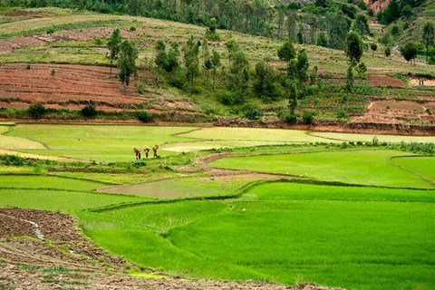 Framed People working in green rice fields, Madagascar Print