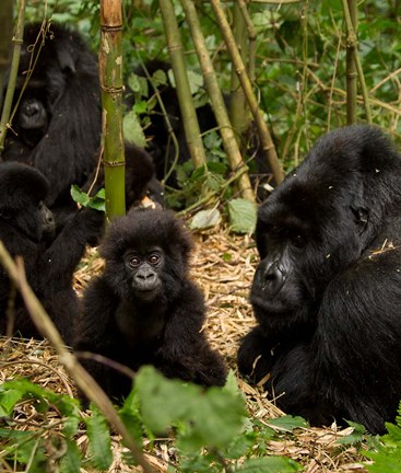 Framed Group of Gorillas, Volcanoes National Park, Rwanda Print