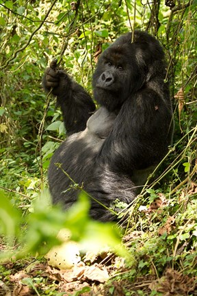 Framed Gorilla holding a vine, Volcanoes National Park, Rwanda Print