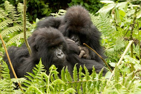 Framed Pair of Gorillas, Volcanoes National Park, Rwanda Print