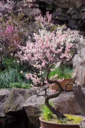 Framed Pink spring blooms on tree, Yu Yuan Gardens, Shanghai, China Print