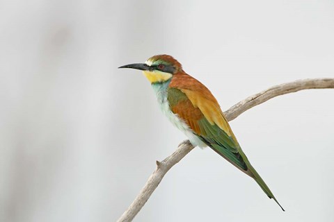 Framed Portrait of Eurasian Bee-Eater on Tree Limb, Lake Manyara, Tanzania Print