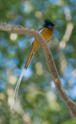 Framed Paradise-Flycatcher bird, Ankarafantsika, Madagascar Print