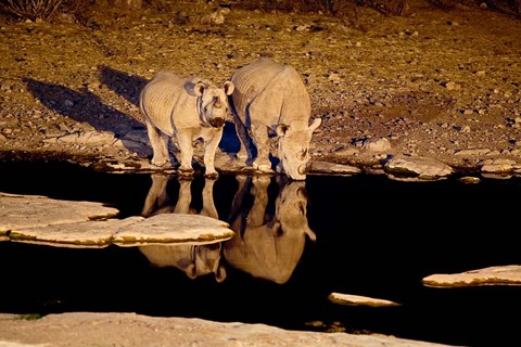 Framed Namibia, Etosha NP, Black Rhino wildlife, waterhole Print