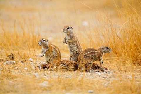 Framed Namibia, Etosha NP. Cape Ground Squirrel Print