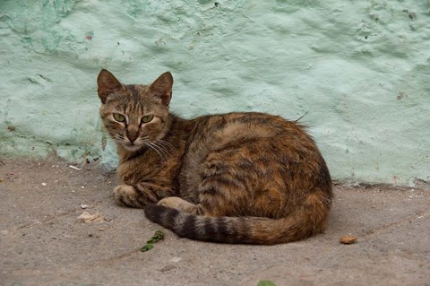 Framed Morocco, Tetouan, Medina of TEtouan, Alley cat Print