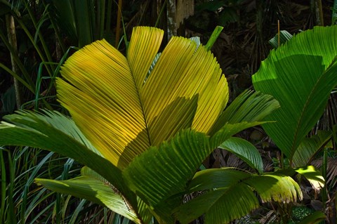 Framed Palm Flora on Praslin Island, Seychelles Print