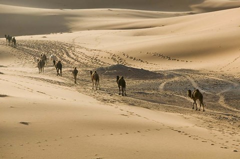 Framed MOROCCO, Tafilalt, Camel Caravan, Erg Chebbi Dunes Print