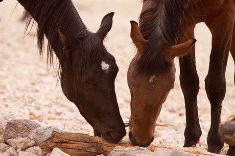 Framed Namibia, Aus, Wild horses of the Namib Desert Print