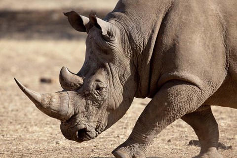 Framed Profile close-up of endangered white rhinoceros, Okapuka Ranch, Windhoek, Namibia Print