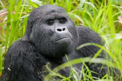 Framed Mountain Gorilla in Rainforest, Bwindi Impenetrable National Park, Uganda Print