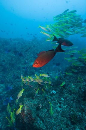 Framed Mozambique, Guinjata Bay, Jangamo Beach, Tropical fish Print