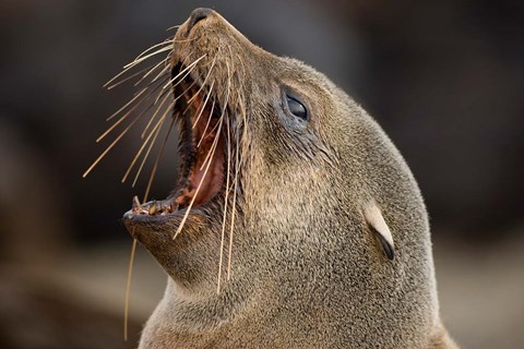 Framed Namibia, Cape Cross Seal Reserve. Close up of Southern Fur Seal Print