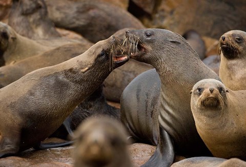 Framed Namibia, Cape Cross Seal Reserve. Group of Southern Fur Seal Print