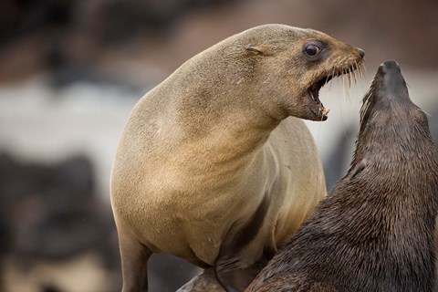 Framed Namibia, Cape Cross Seal Reserve. Southern Fur Seals Print
