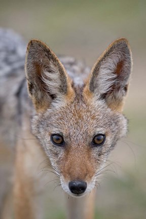Framed Namibia, Etosha National Park. Black Backed Jackal Print