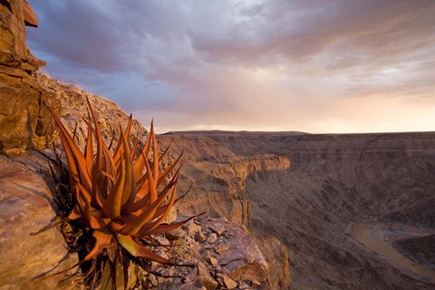 Framed Namibia, Fish River Canyon National Park, desert plant Print