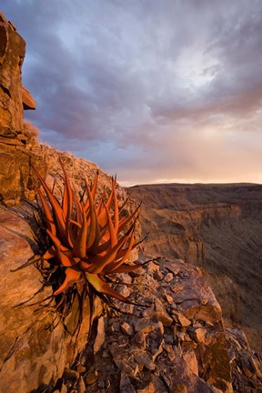 Framed Namibia, Fish River Canyon National Park, close up of adesert plant Print